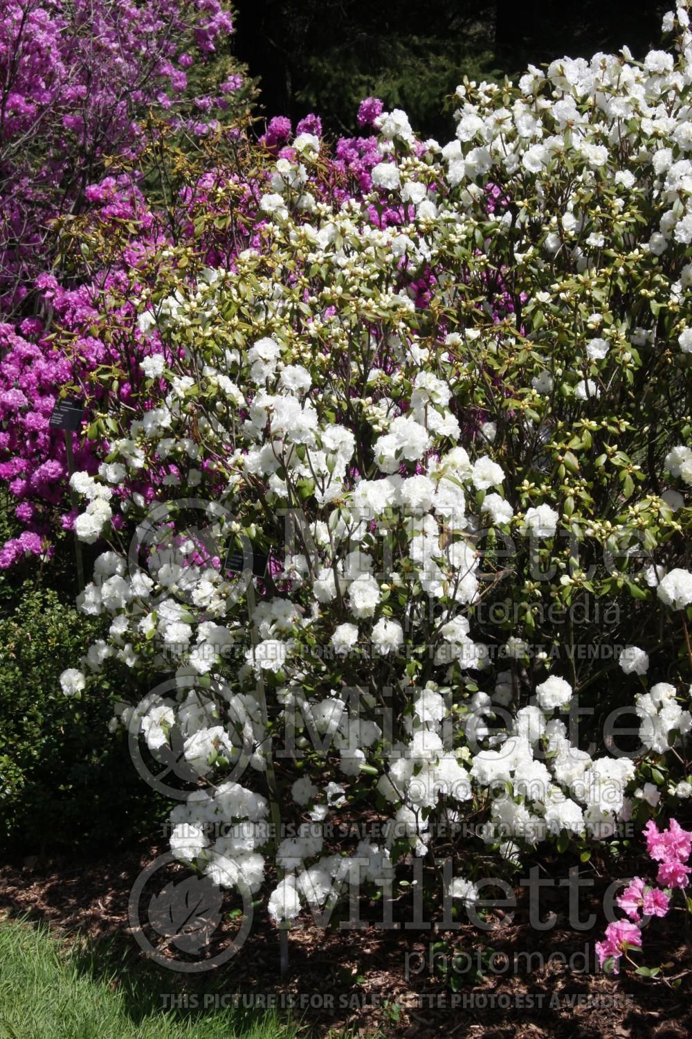 Rhododendron April Gem (Rhododendron azalea) 1