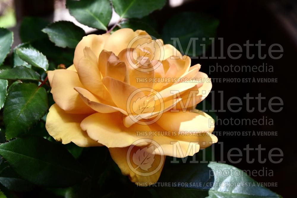Rosa South Africa (Rose) 3