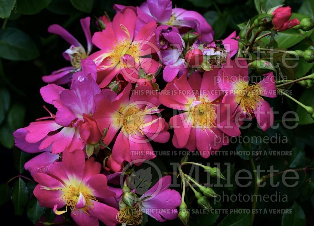 Rosa Pink Drift (Groundcover Rose) 1