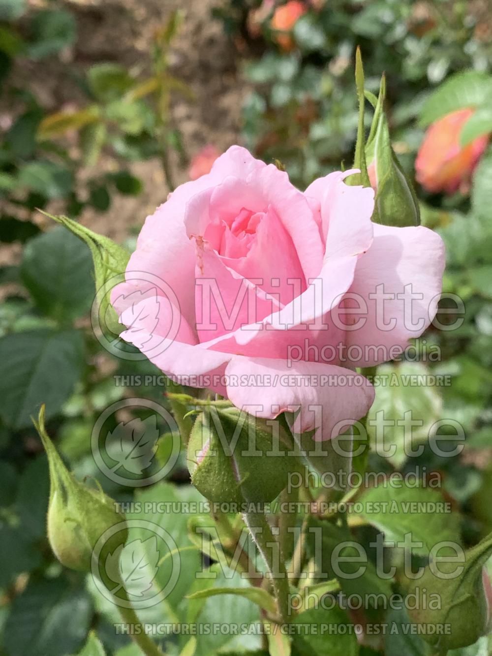 Rosa Abbaye de Valsaintes (shrub Rose) 1