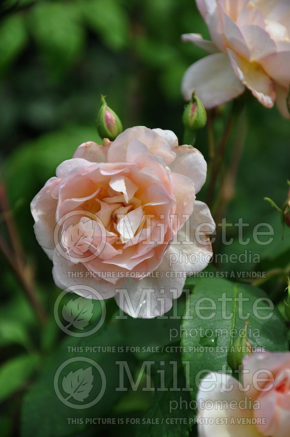 Rosa Desprez à fleur jaune (Climbing rose) 3