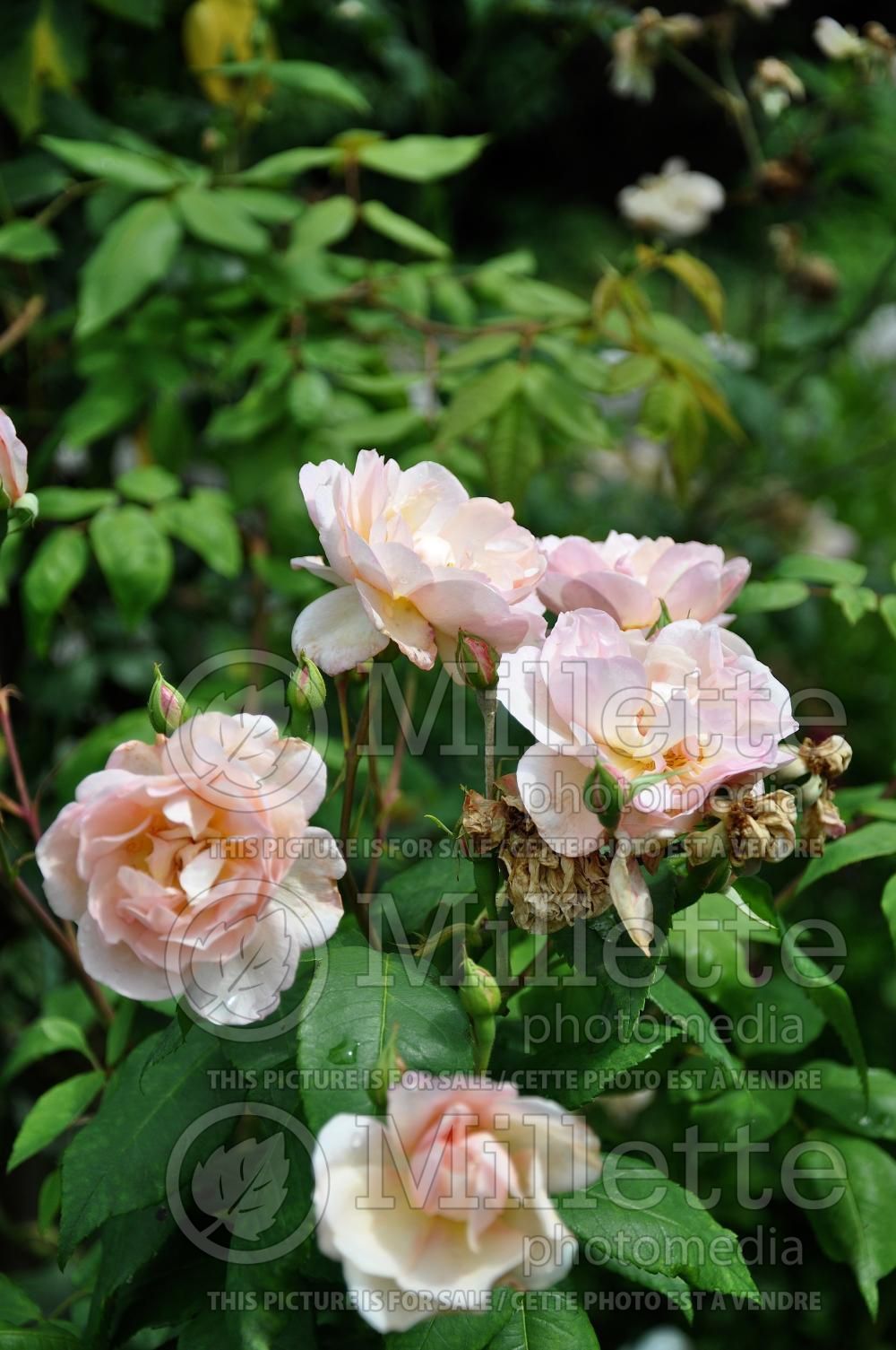 Rosa Desprez à fleur jaune (Climbing rose) 4