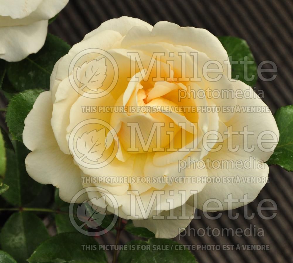 Rosa La Perla (shrub Rose) 1