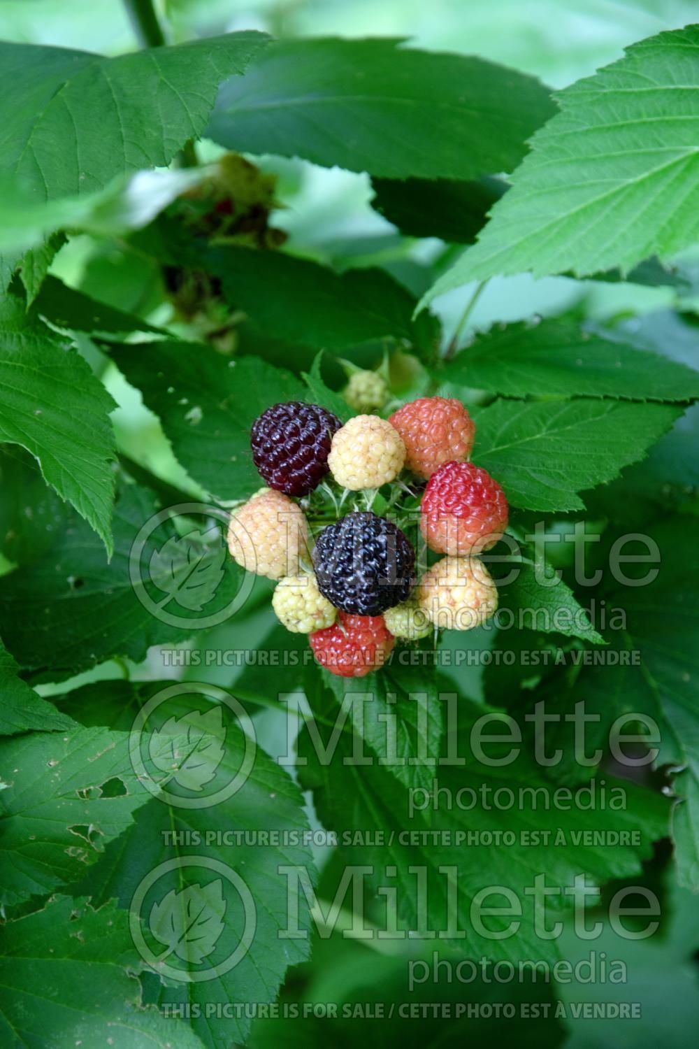Rubus Jewel (Raspberry) 1