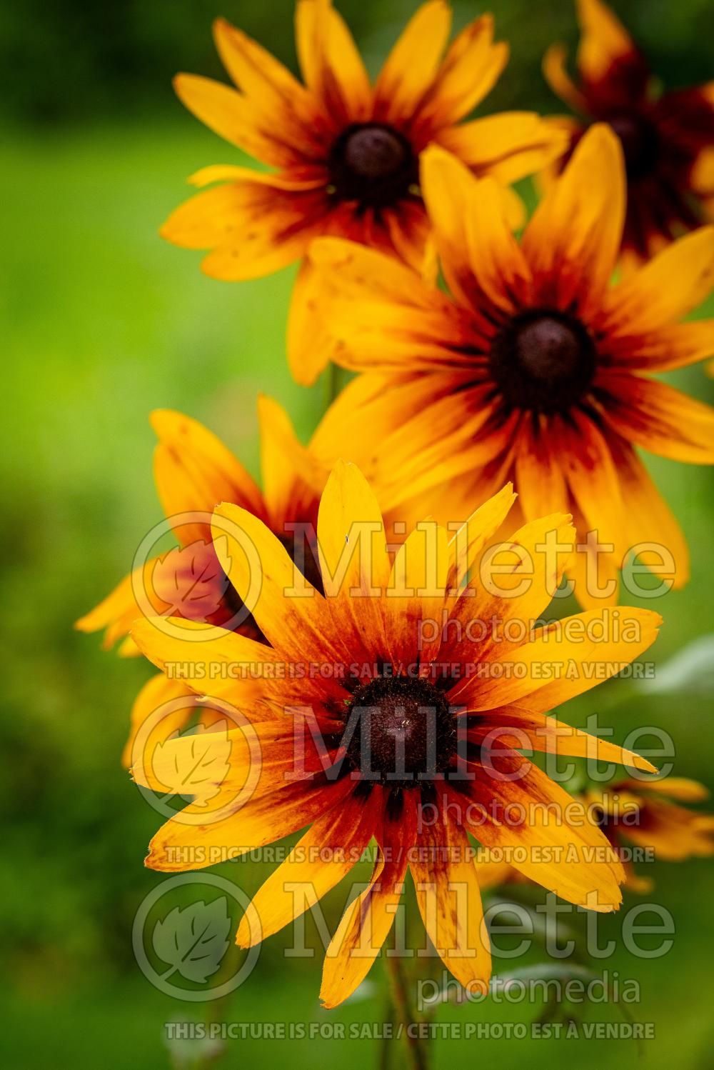 Rudbeckia Cherry Brandy (Black-eyed Susan) 6