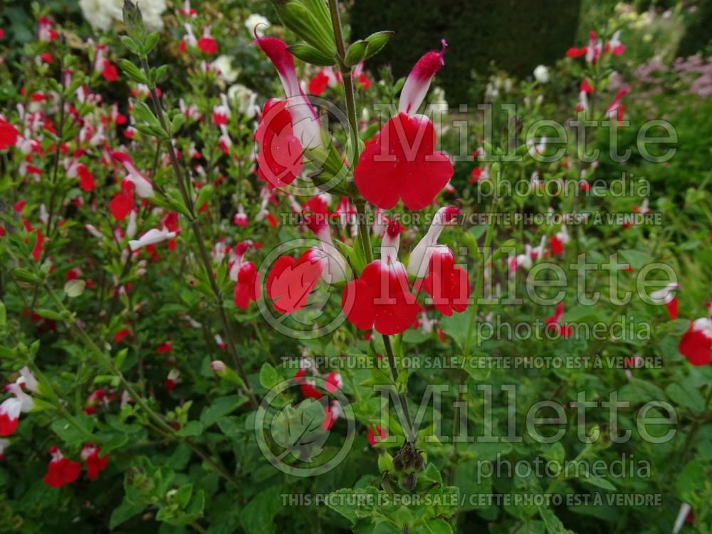 Salvia Hot Lips (Sage) 14