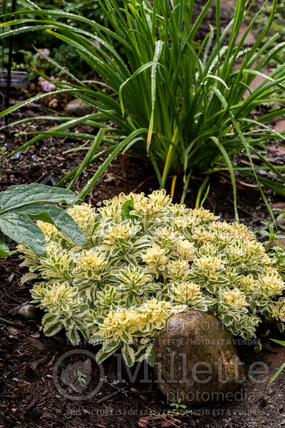 Sedum Atlantis (Stonecrop) 5