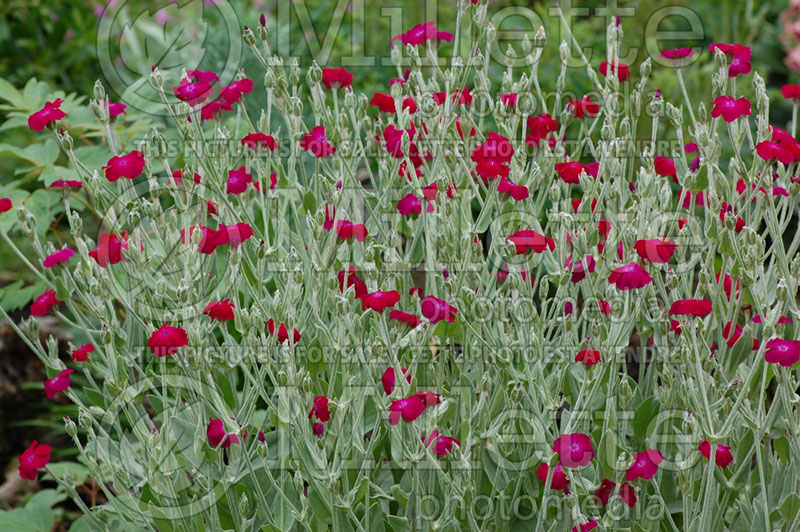 Silene coronaria (rose campion, dusty miller, mullein-pink and bloody William) 1