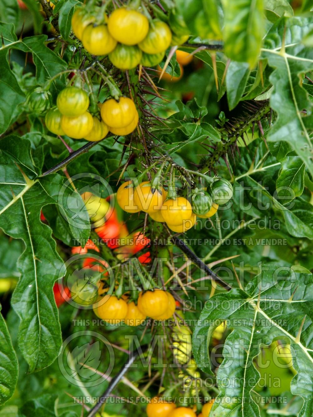 Solanum atropurpureum (malevolence, purple devil and the five-minute plant) 3
