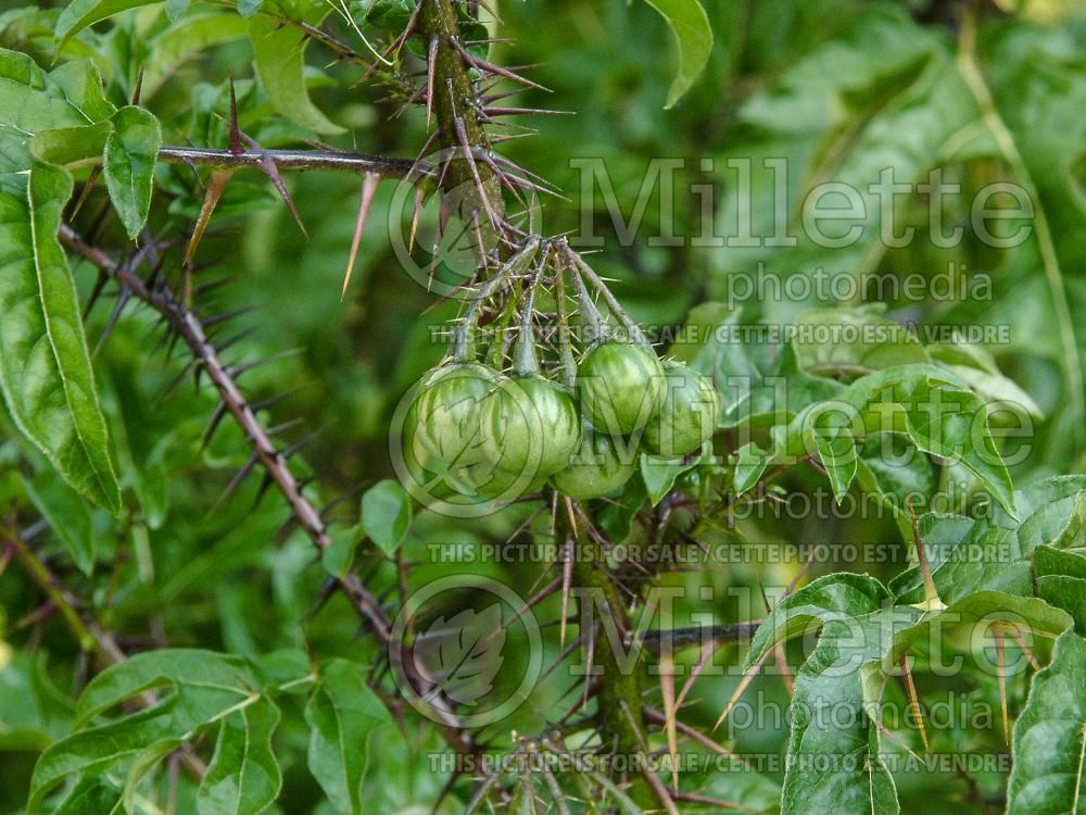 Solanum atropurpureum (malevolence, purple devil and the five-minute plant) 1