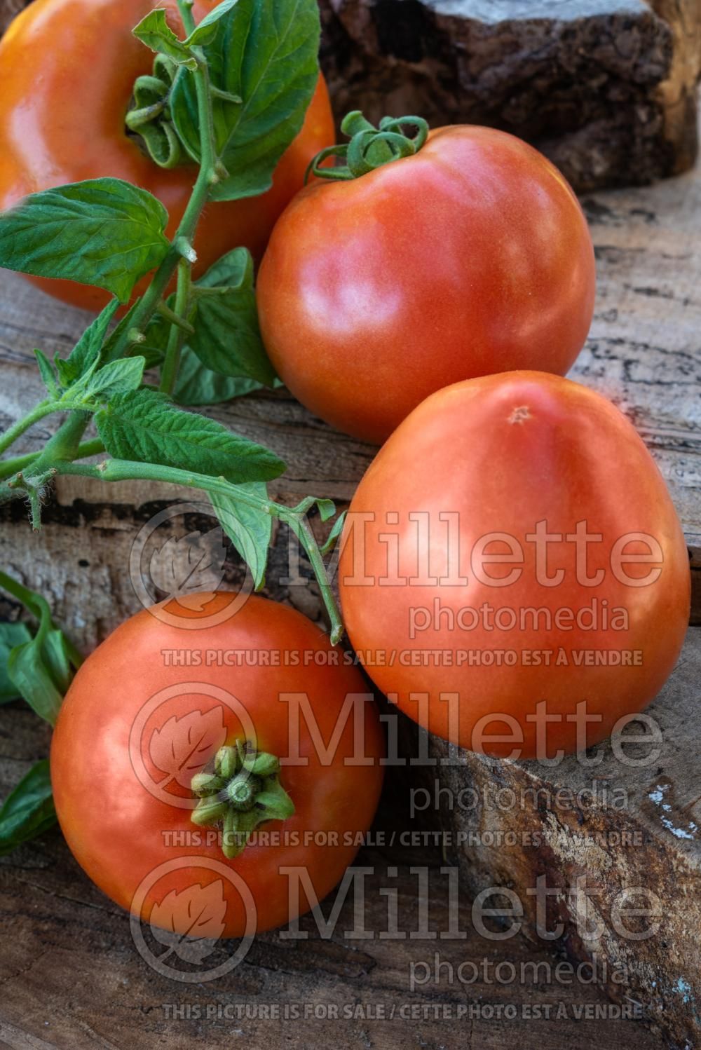 Solanum Ace 55 (Tomato vegetable - tomate) 1