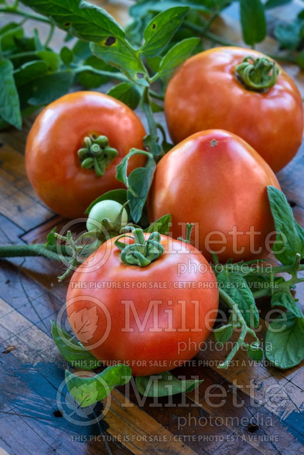 Solanum Ace 55 (Tomato vegetable - tomate) 2