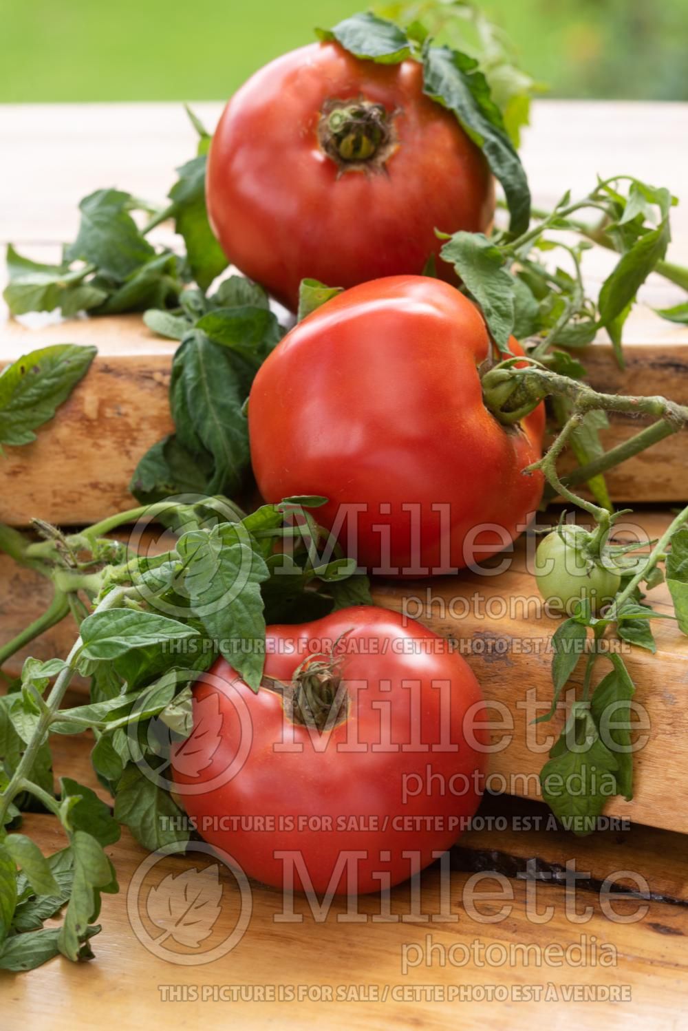 Solanum Better Boy (Tomato vegetable - tomate) 3