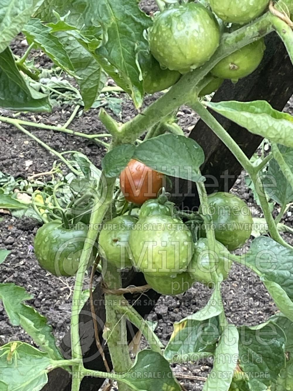Solanum Bloody Butcher (Tomato vegetable - tomate) 1