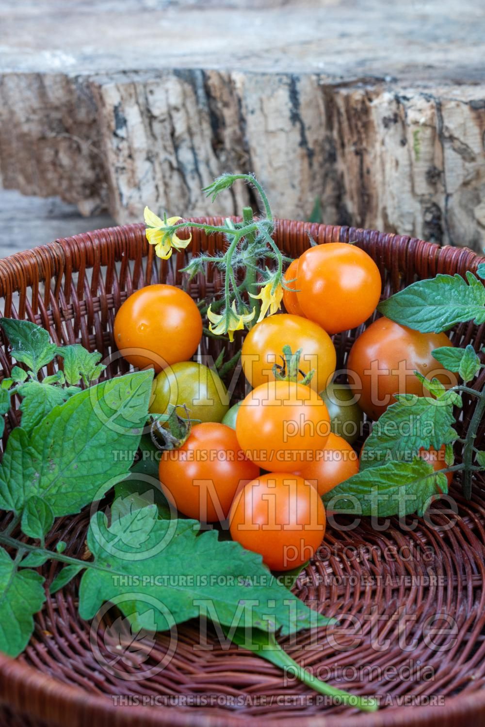 Solanum Cerasiforme (Tomato vegetable - tomate) 2