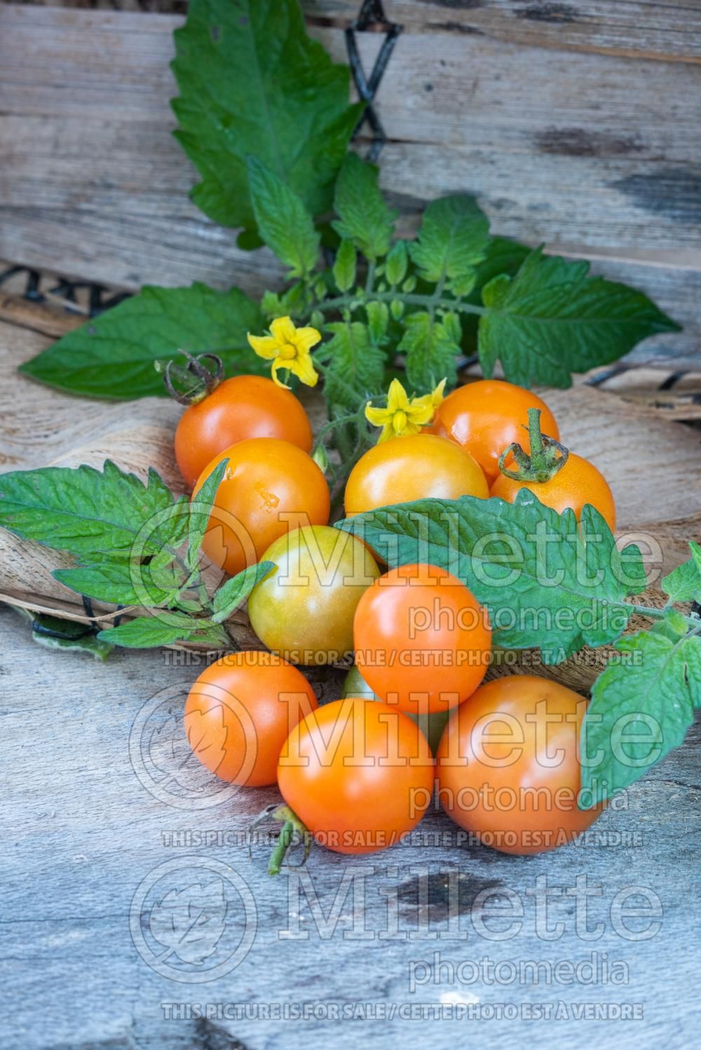 Solanum Cerasiforme (Tomato vegetable - tomate) 1