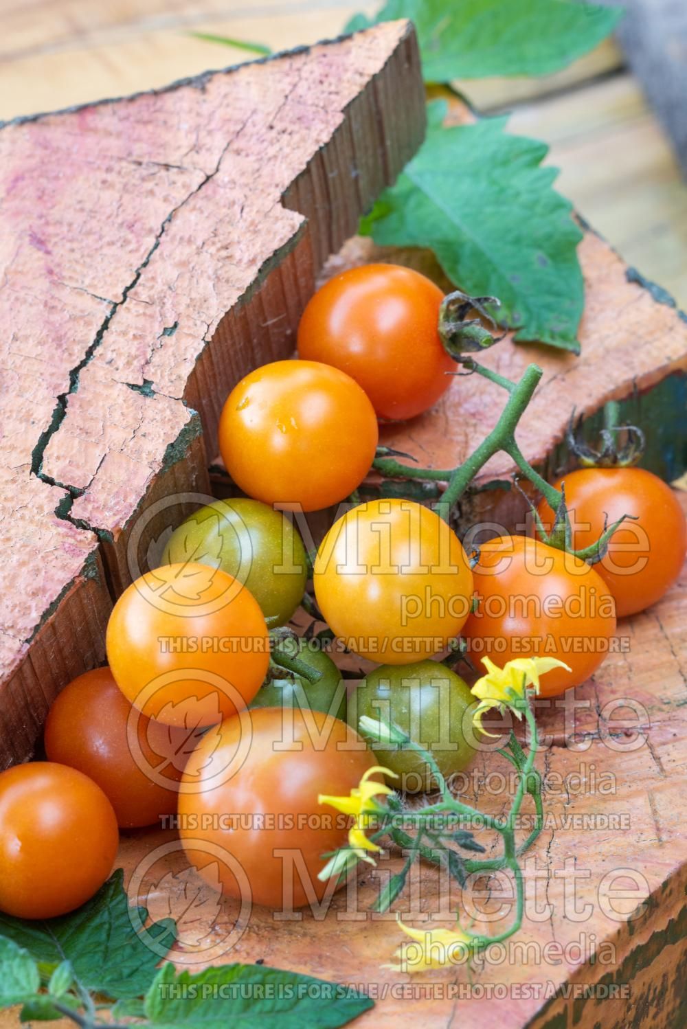Solanum Cerasiforme (Tomato vegetable - tomate) 3