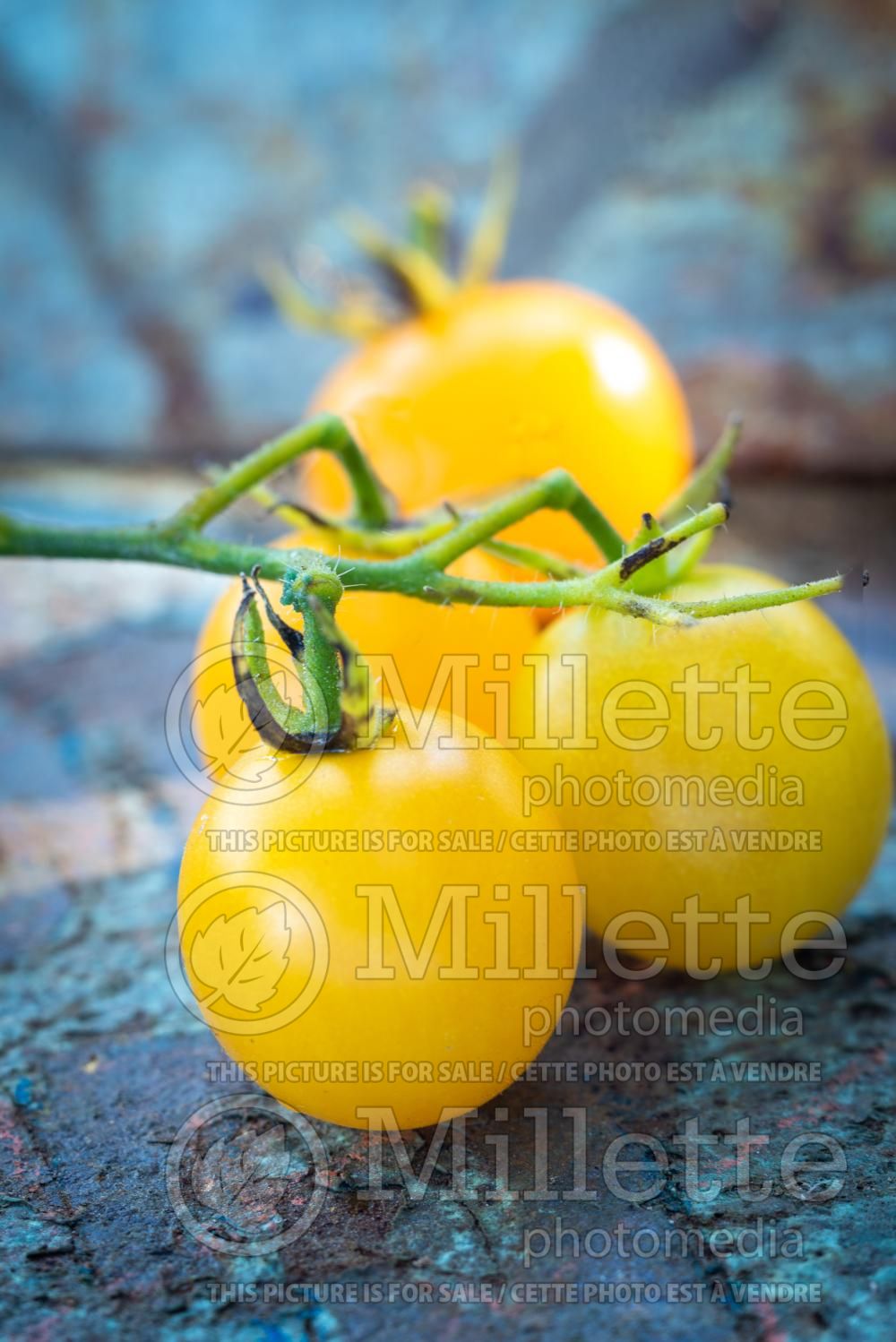 Solanum Cherry Yellow (Tomato vegetable - tomate) 1