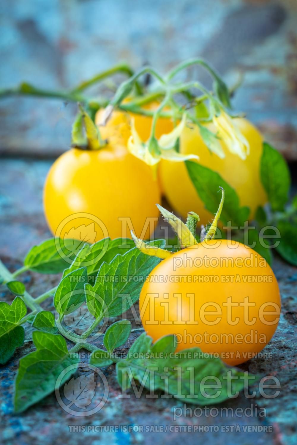 Solanum Cherry Yellow (Tomato vegetable - tomate) 2