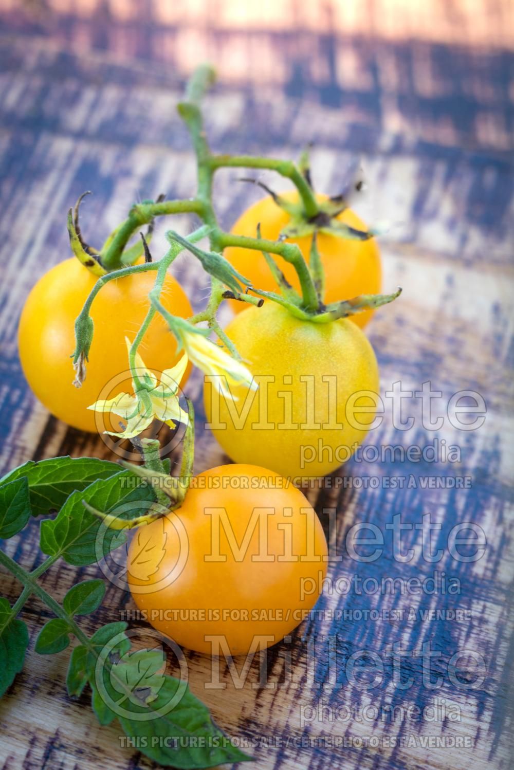Solanum Cherry Yellow (Tomato vegetable - tomate) 3