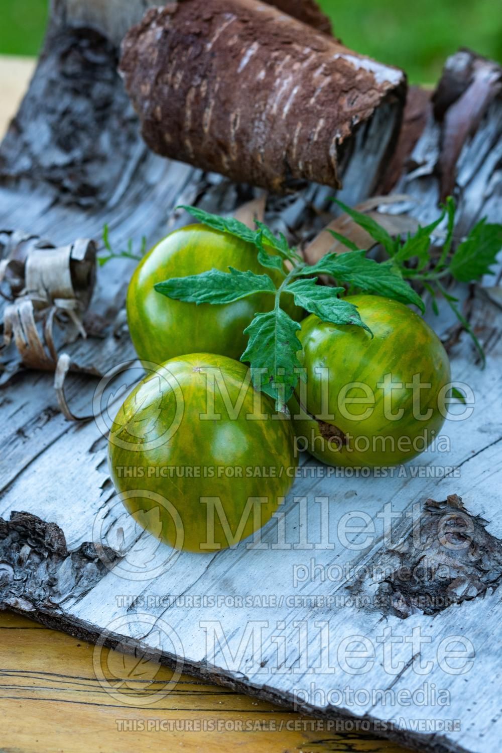 Solanum Green Zebra (Tomato vegetable - tomate) 8
