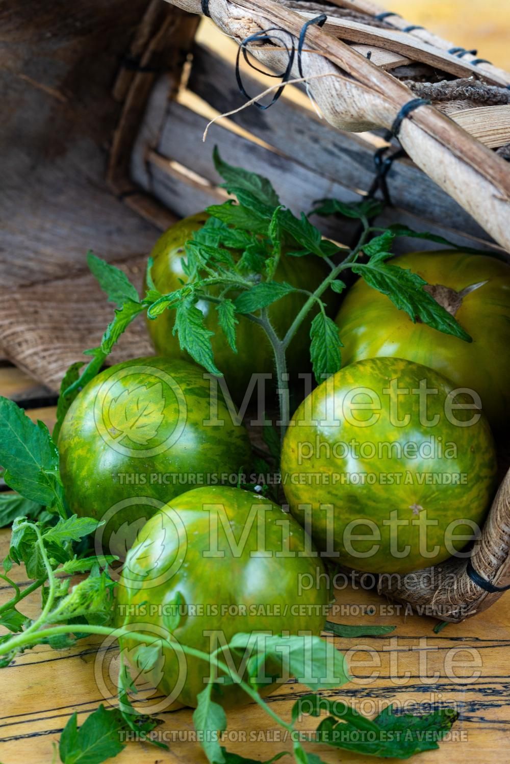 Solanum Green Zebra (Tomato vegetable - tomate) 9