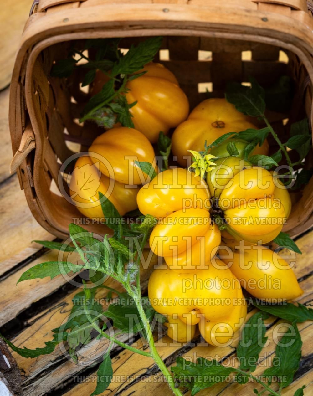Solanum Phil's One (Tomato vegetable - tomate) 2