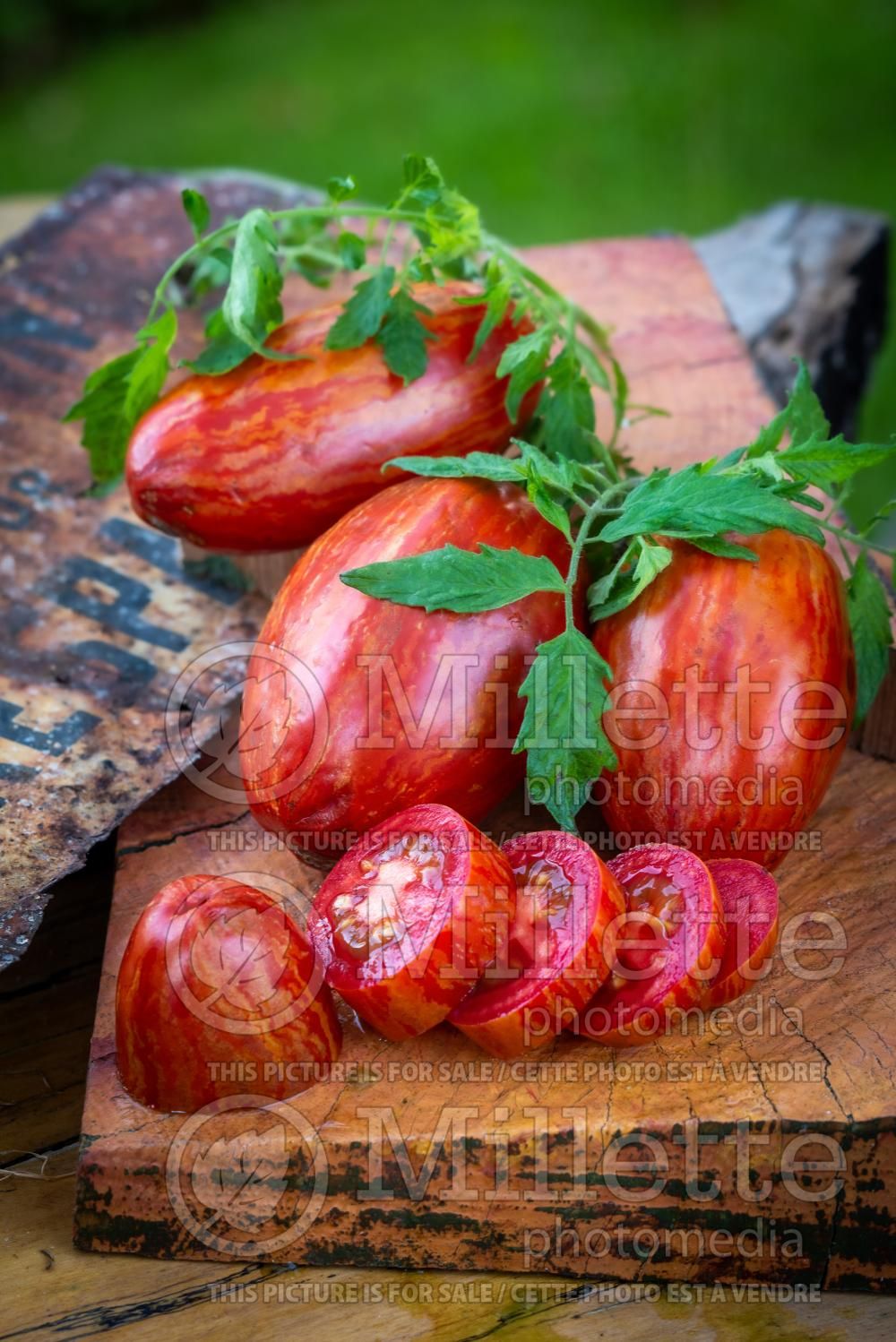 Solanum Red Zebra (Tomato vegetable - tomate) 2