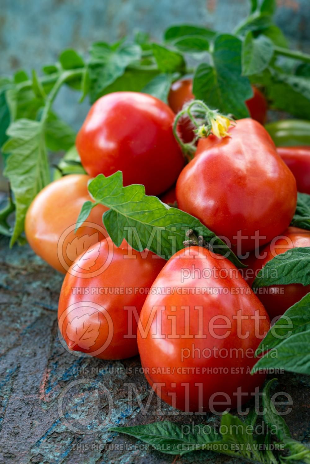 Solanum Roma (Plum Tomato vegetable - tomate) 14