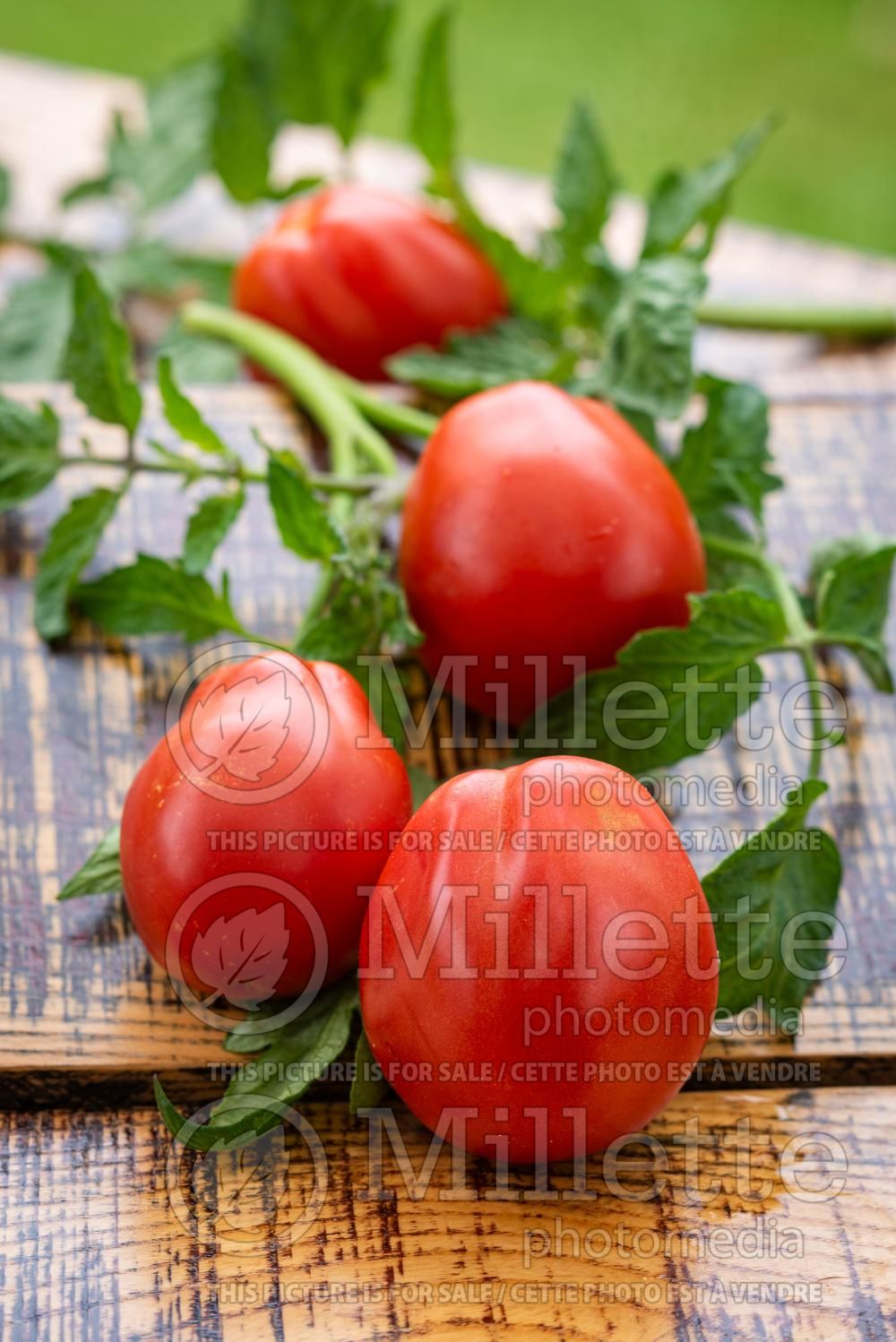 Solanum Roma (Plum Tomato vegetable - tomate) 13