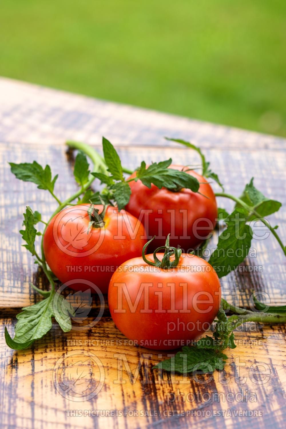 Solanum Rutgers (Tomato vegetable - tomate) 2