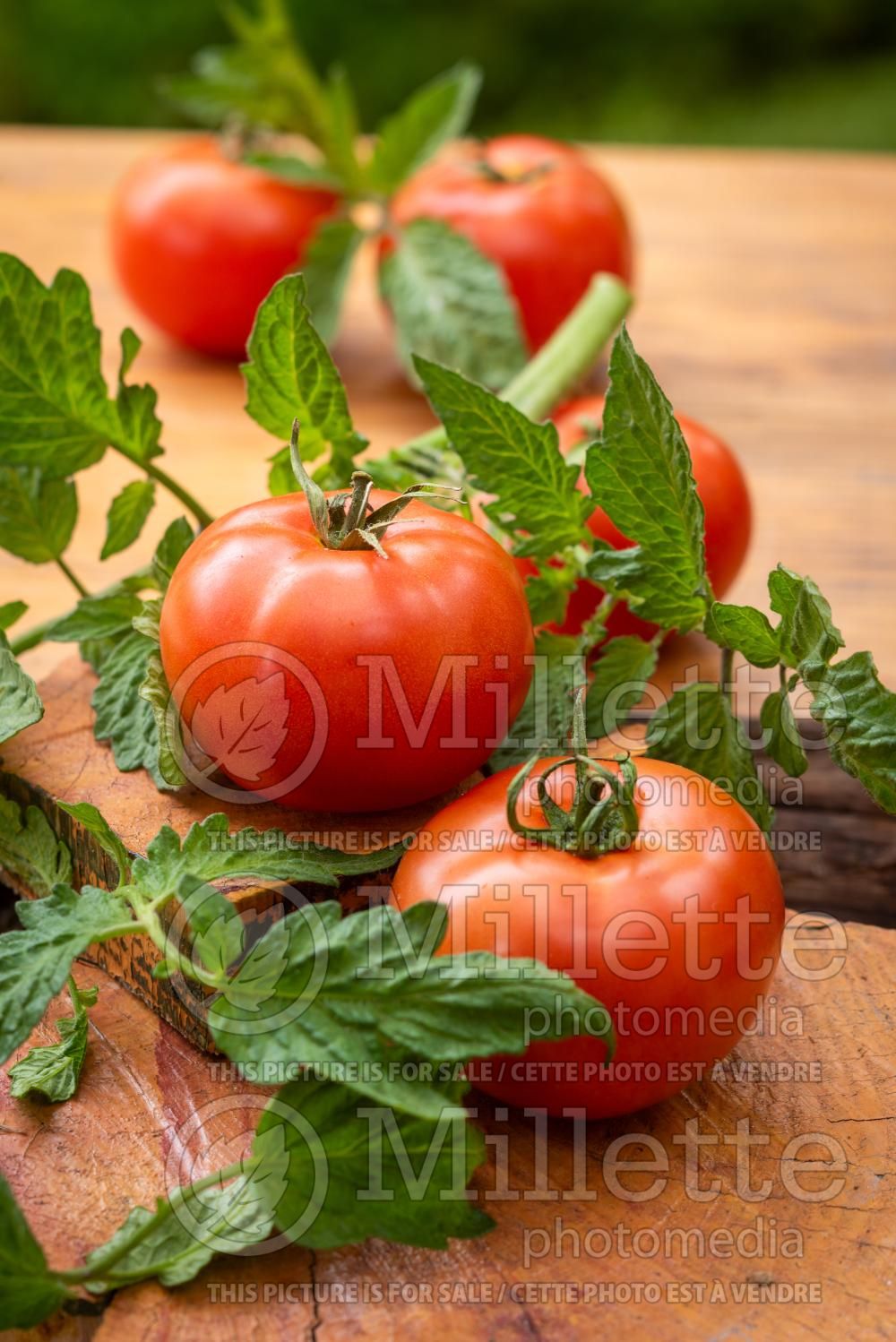 Solanum Rutgers (Tomato vegetable - tomate) 3