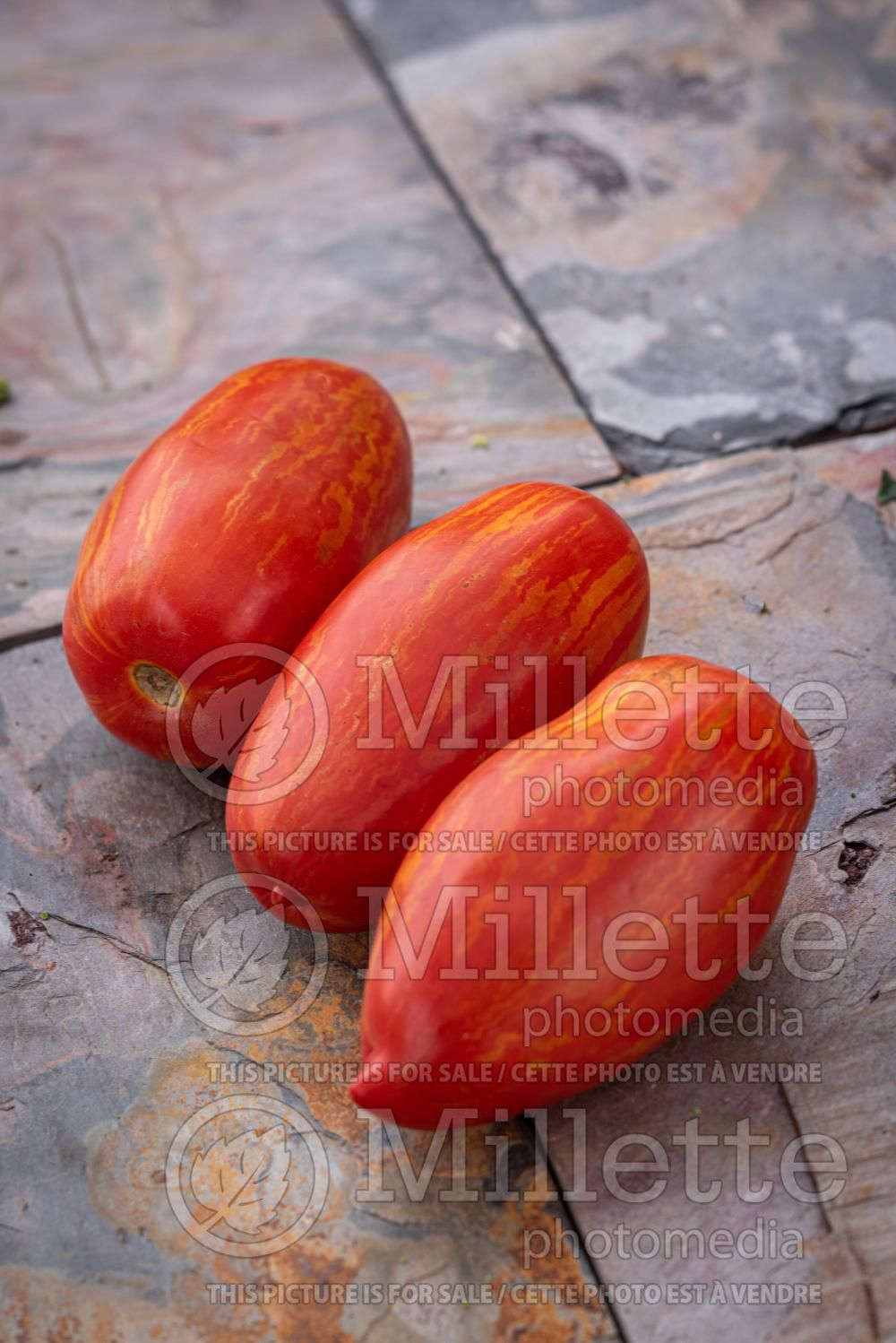 Solanum Striped Roman (Tomato vegetable - tomate) 2