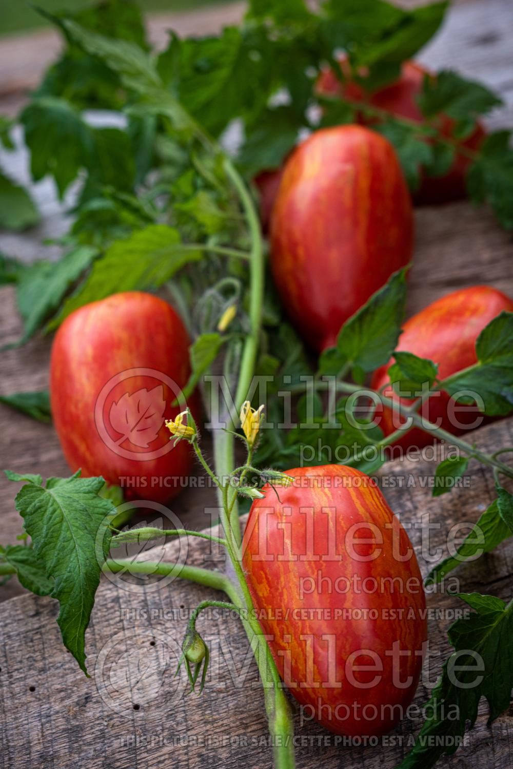 Solanum Striped Roman (Tomato vegetable - tomate) 1