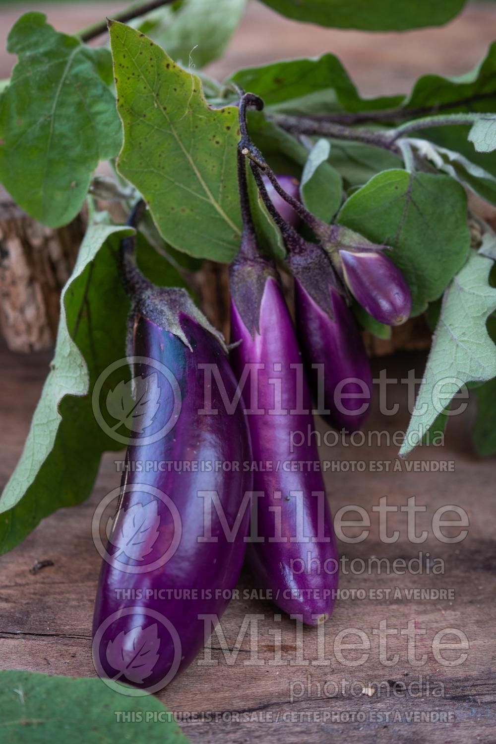 Solanum Asian Delite (eggplant) 2