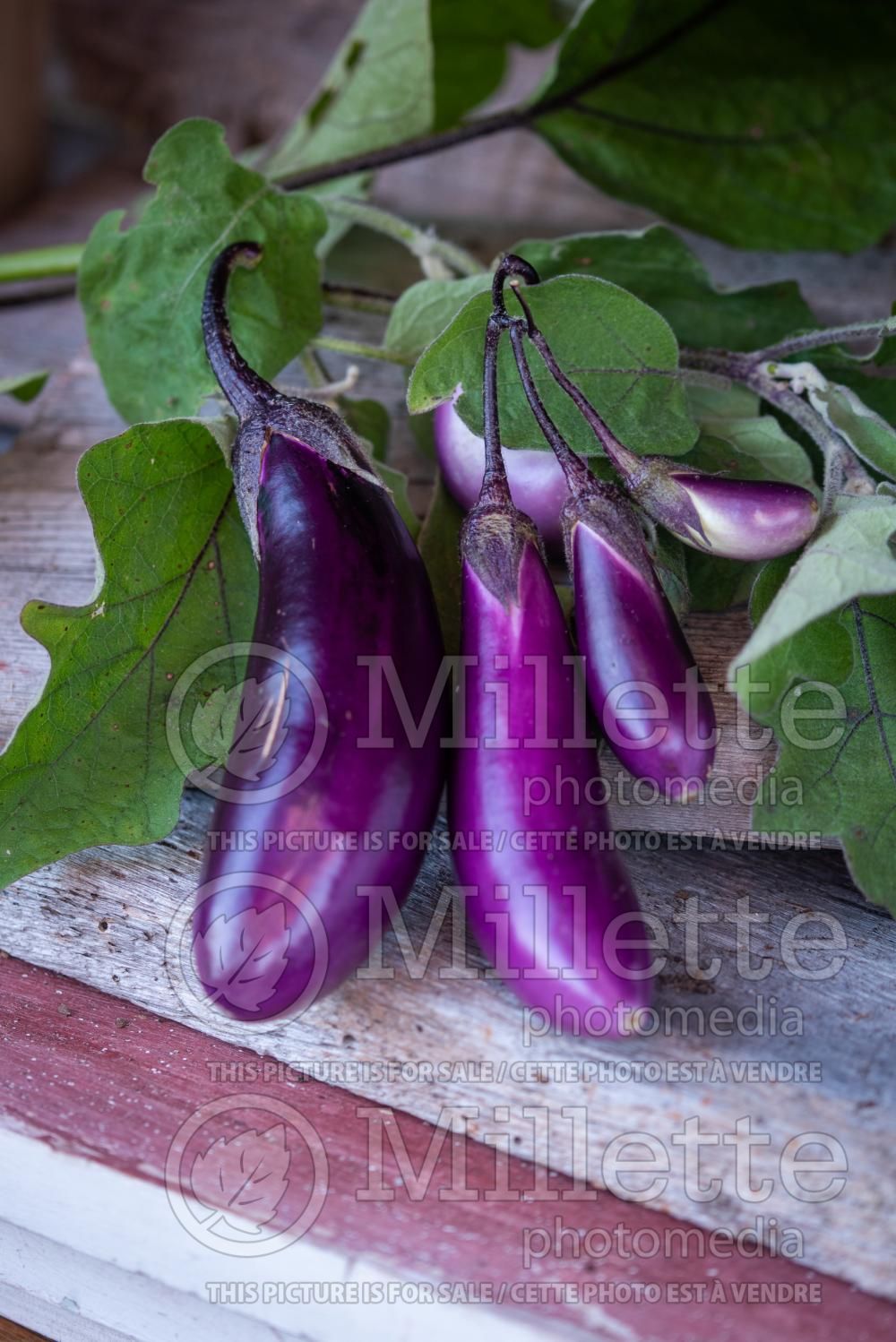 Solanum Asian Delite (eggplant) 3