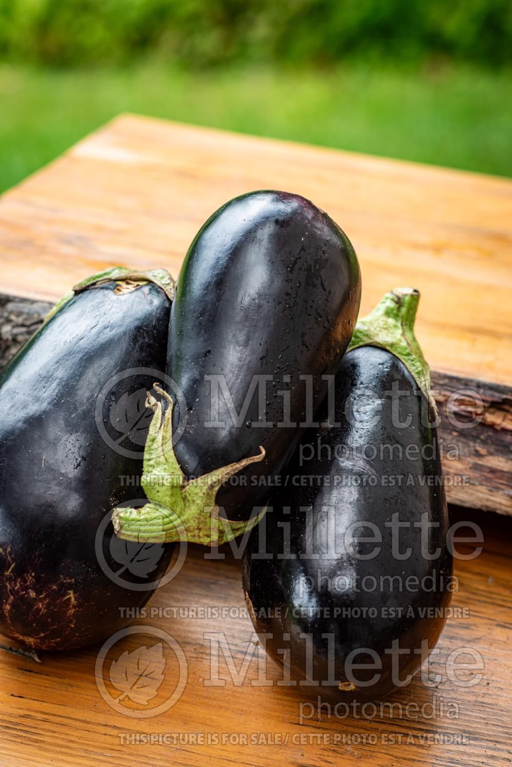 Solanum Imperial Black Beauty aka Black Beauty (Eggplant) 5