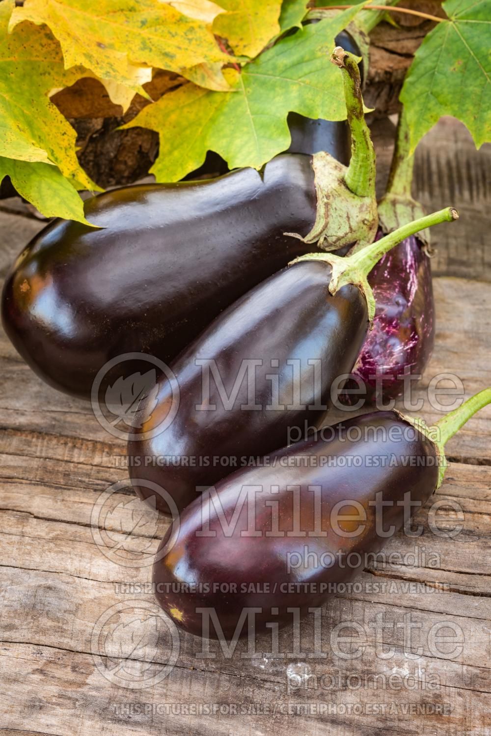 Solanum melongena (Eggplant vegetable - aubergine) 6