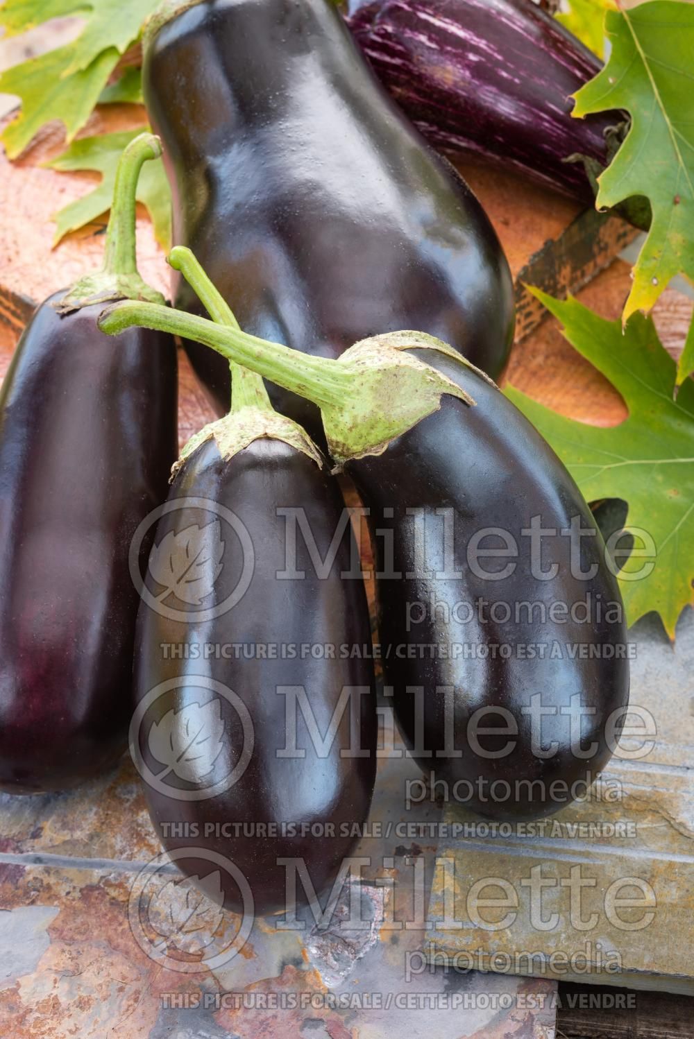 Solanum melongena (Eggplant vegetable - aubergine) 7