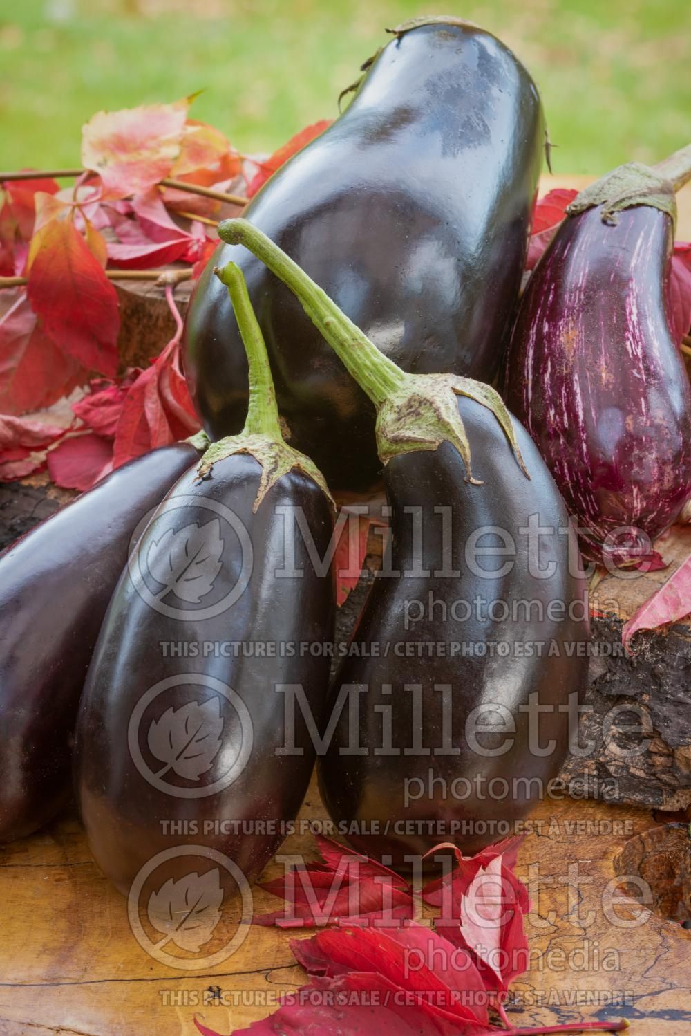 Solanum melongena (Eggplant vegetable - aubergine) 8
