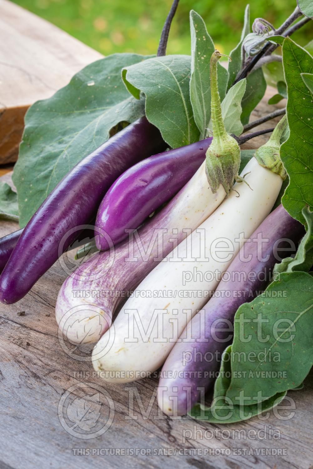 Solanum Long Purple (Eggplant vegetable - aubergine) 1