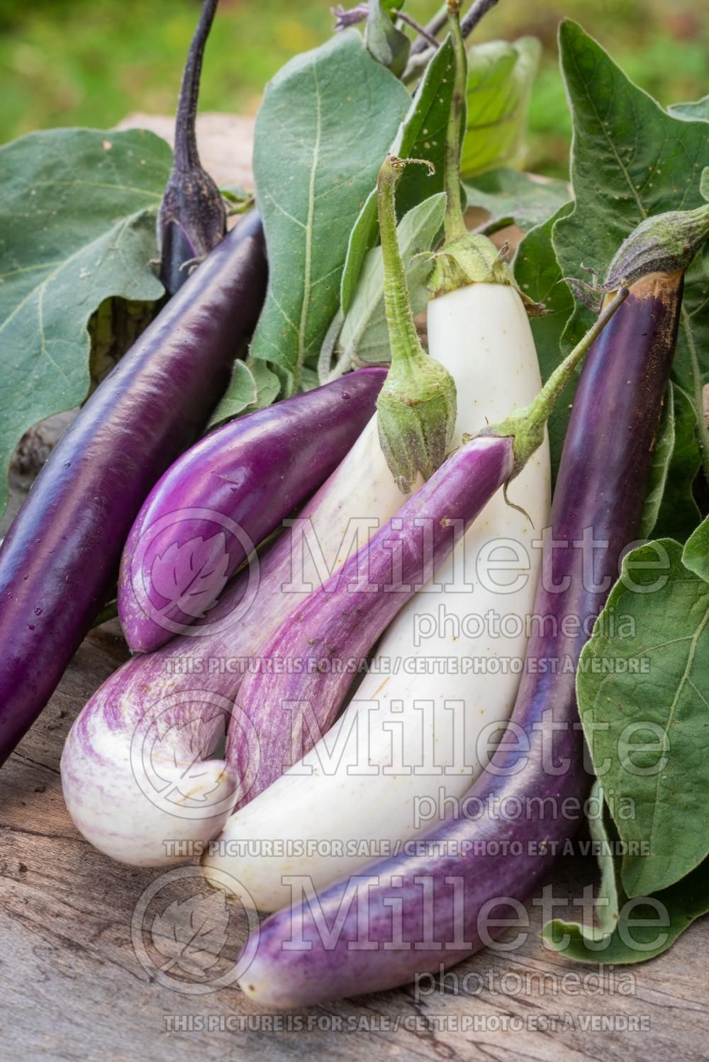 Solanum Long Purple (Eggplant vegetable - aubergine) 2