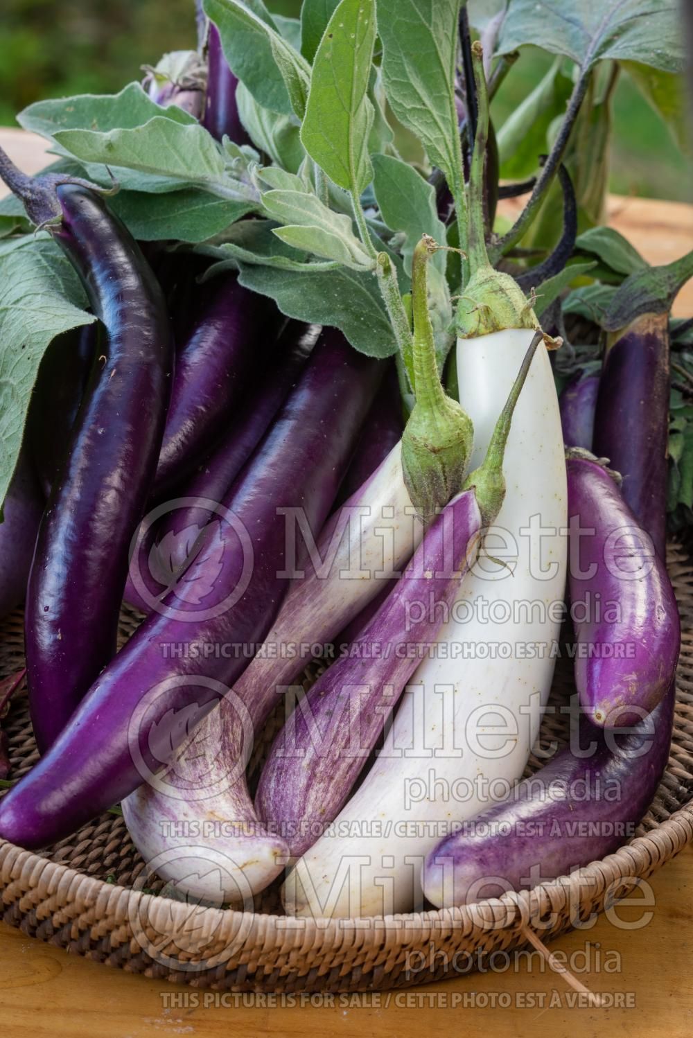 Solanum Long Purple (Eggplant vegetable - aubergine) 3