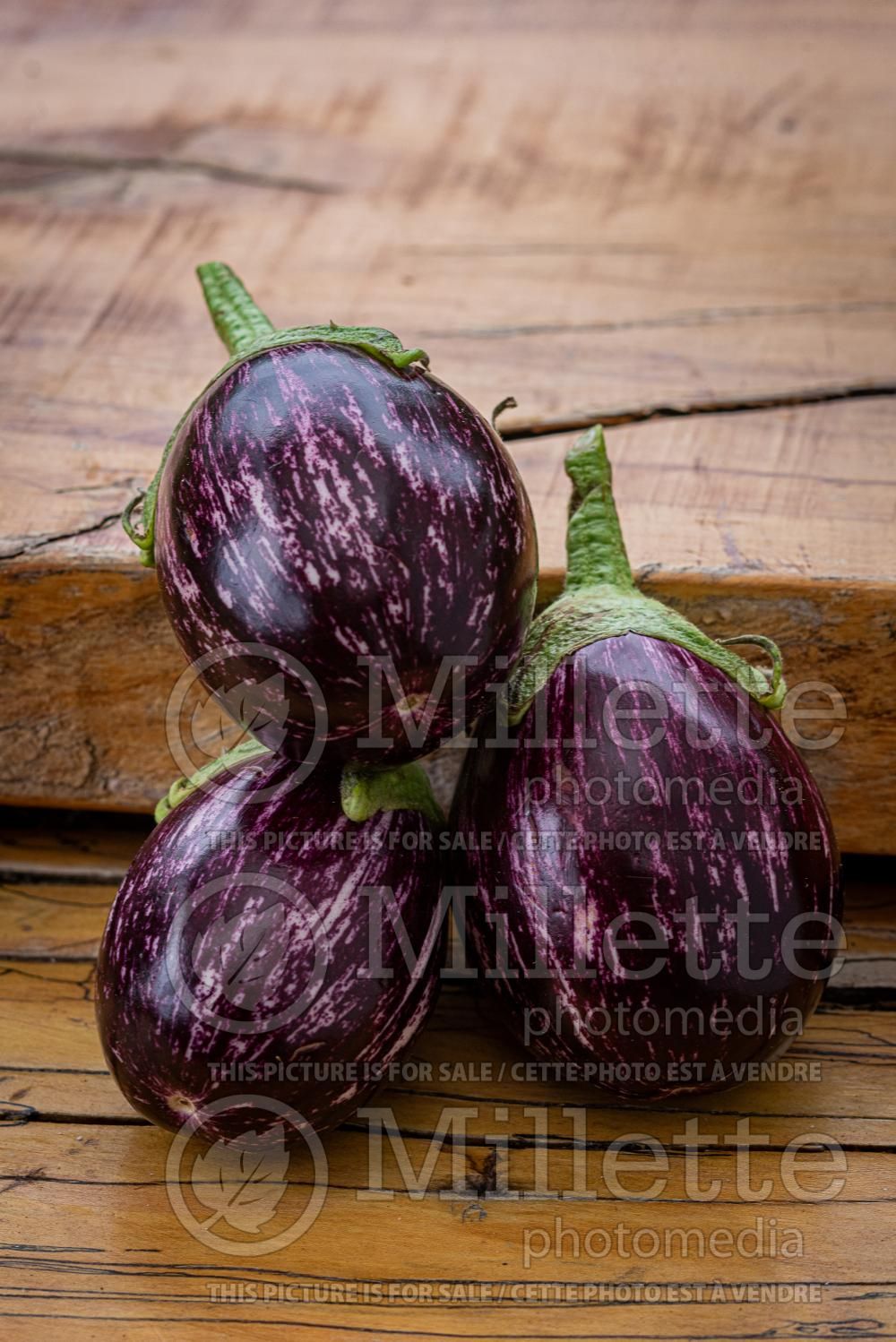 Solanum Raspberry Ripple (eggplant) 1