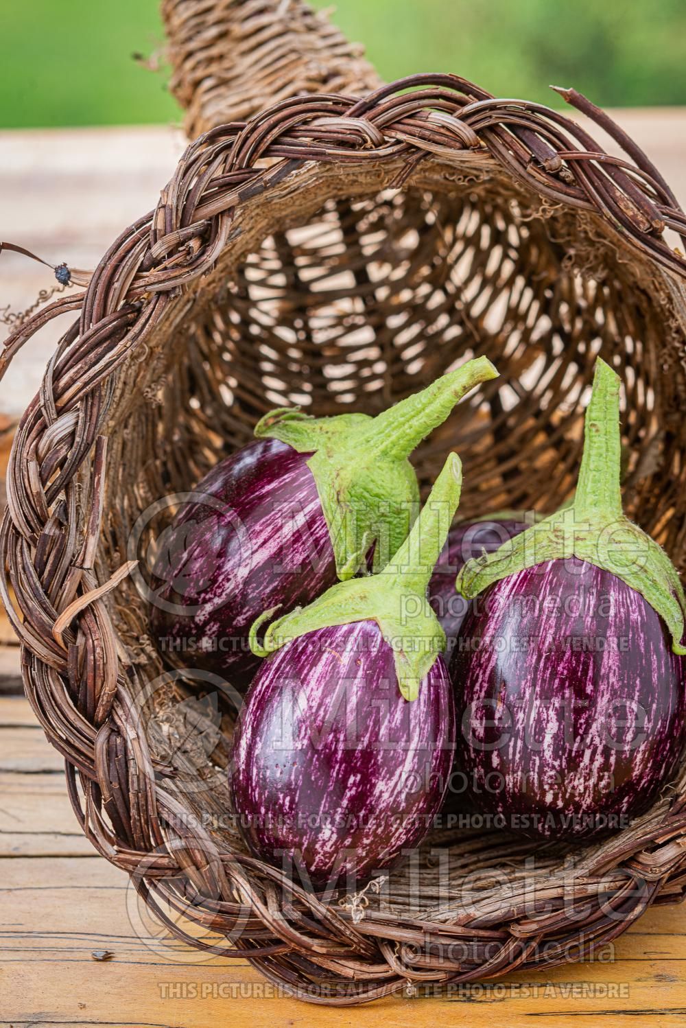 Solanum Raspberry Ripple (eggplant) 2