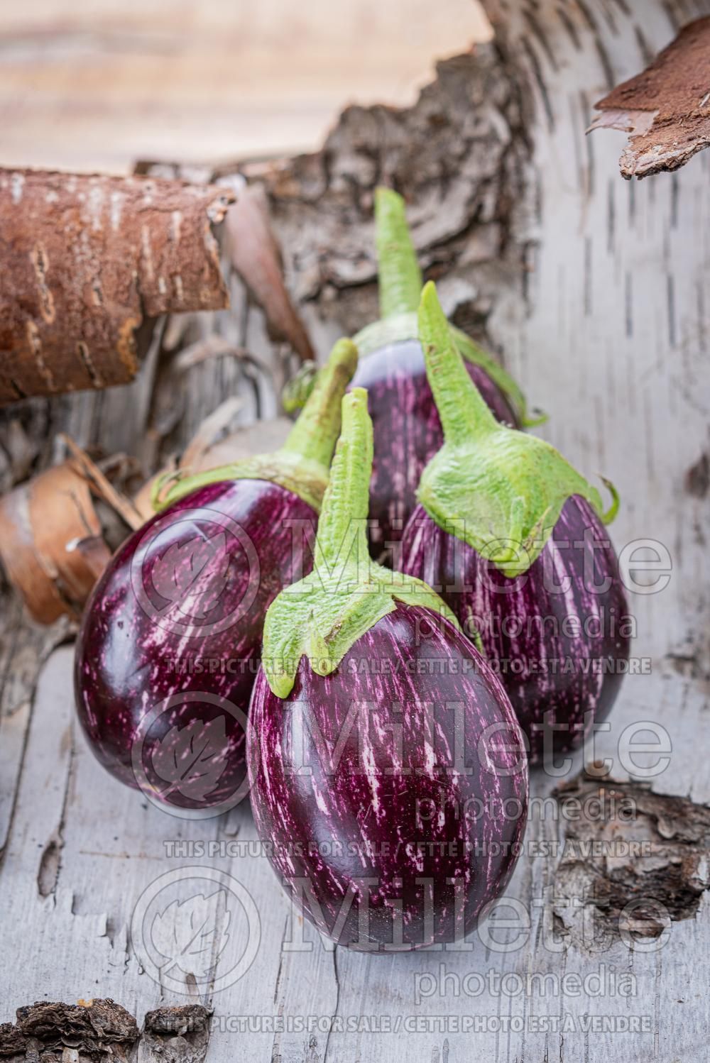 Solanum Raspberry Ripple (eggplant) 3