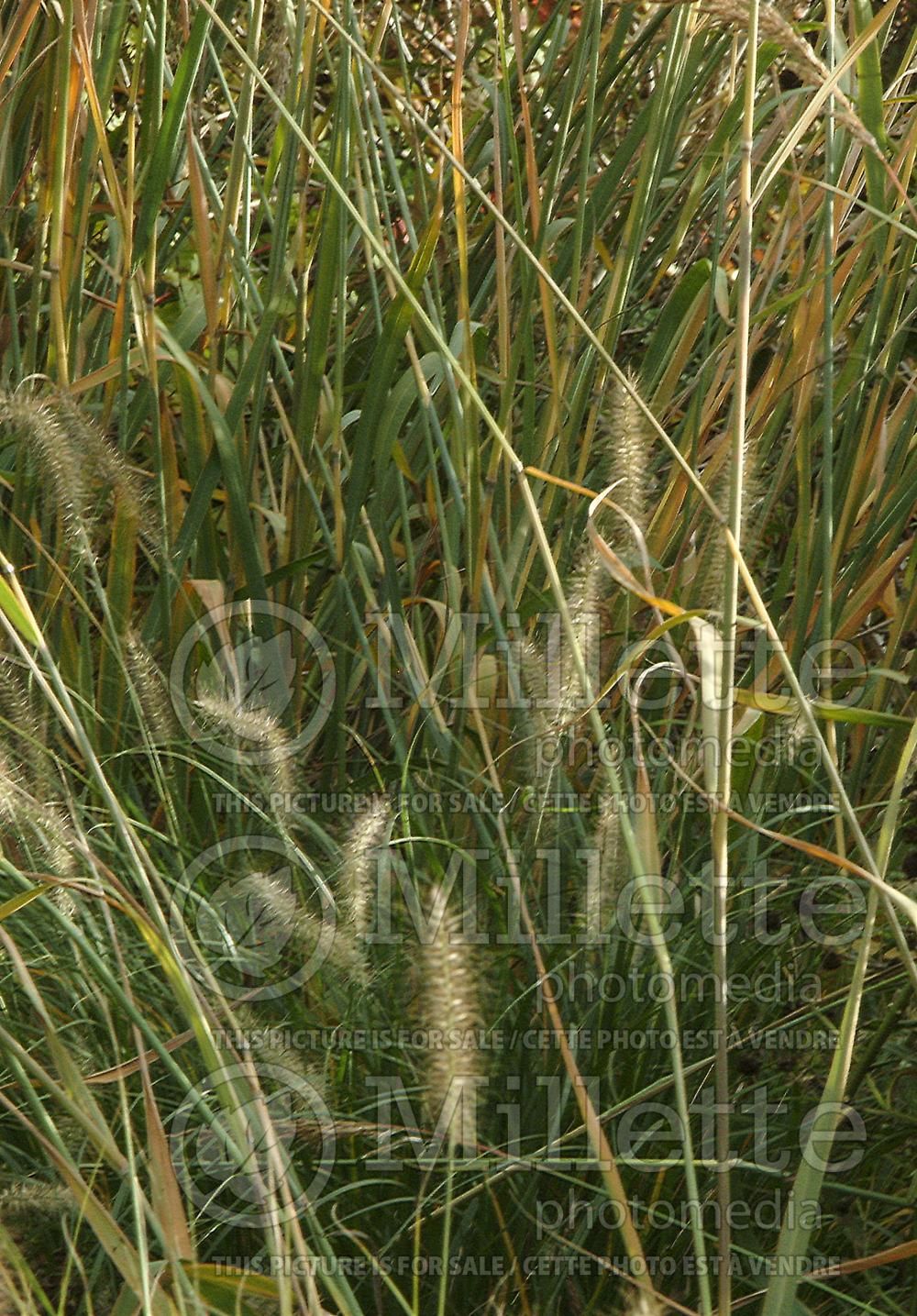 Sorghastrum Sioux Blue (Indian Grass) 5