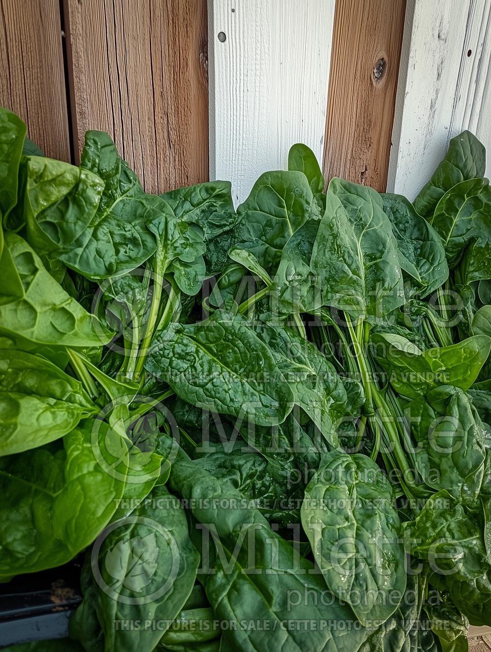 Spinacia Bloomsdale (Spinach Vegetable) 2