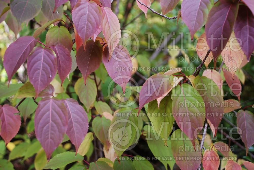 Stachyurus praecox (stachyurus) 2