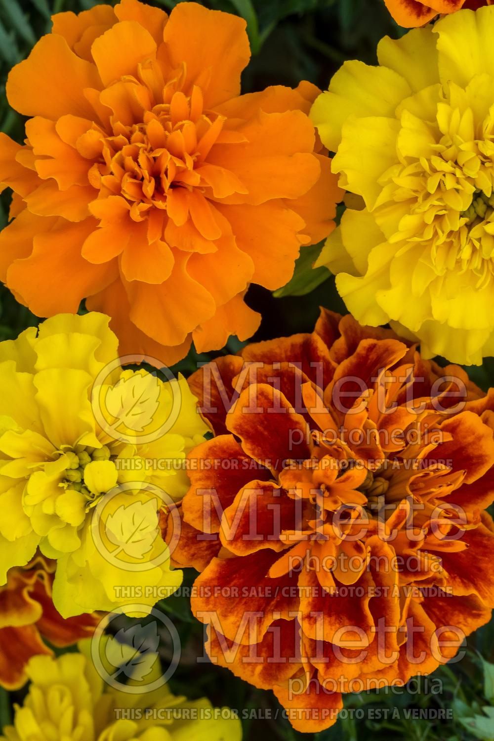 Tagetes Climax Mix (Marigold) 1